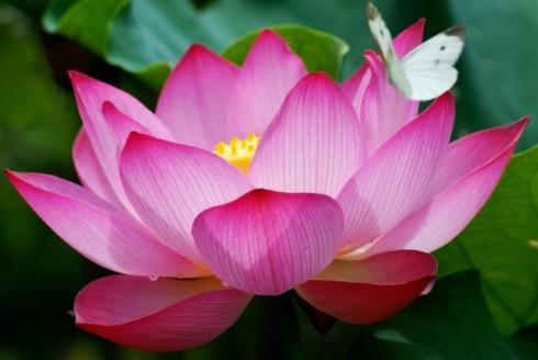 pink lotus with white butterfly